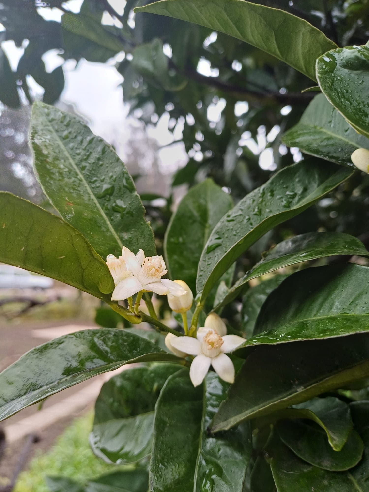 Quinta das Flores da Mãe 3