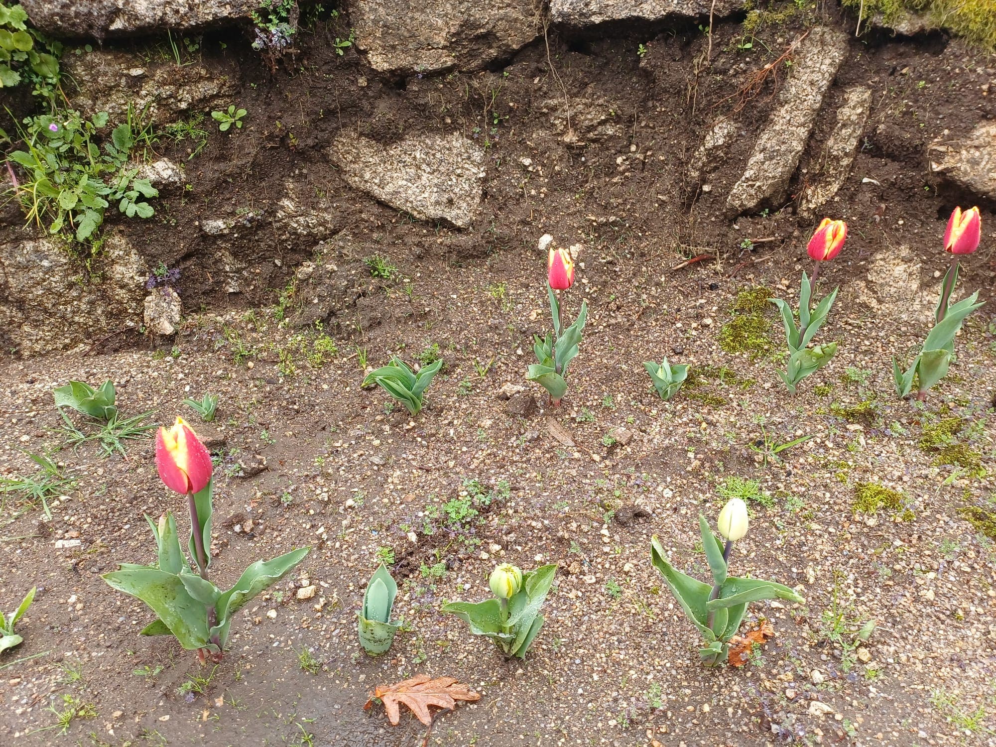 Quinta das Flores da Mãe 1